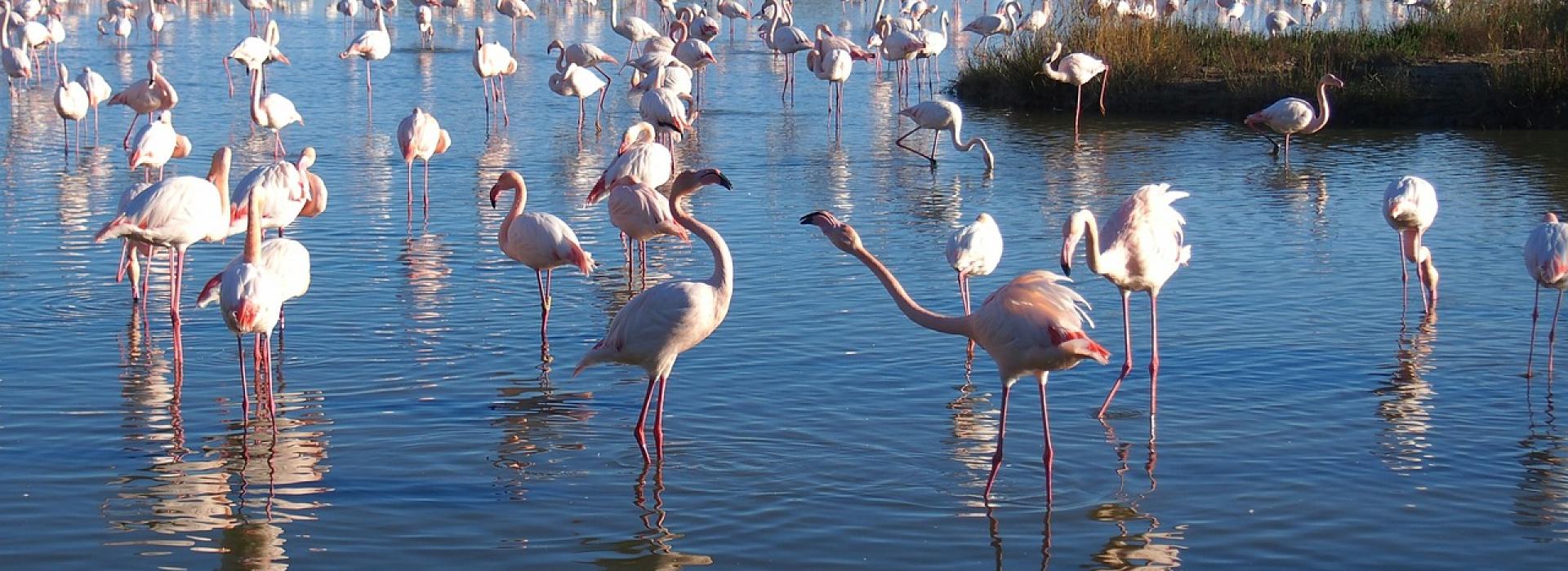 Flamants Roses