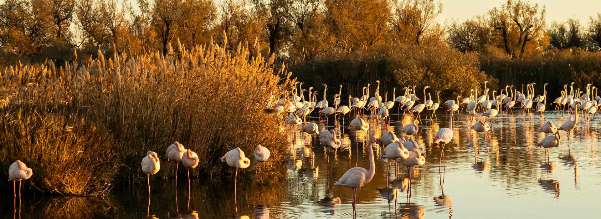 Camargue Deesse incoming