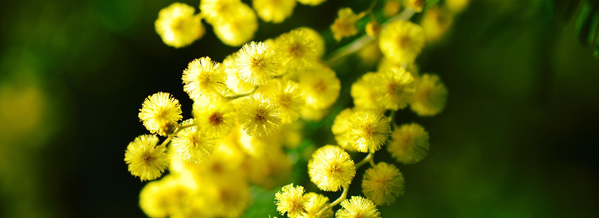 Cote d'Azur mimosa
