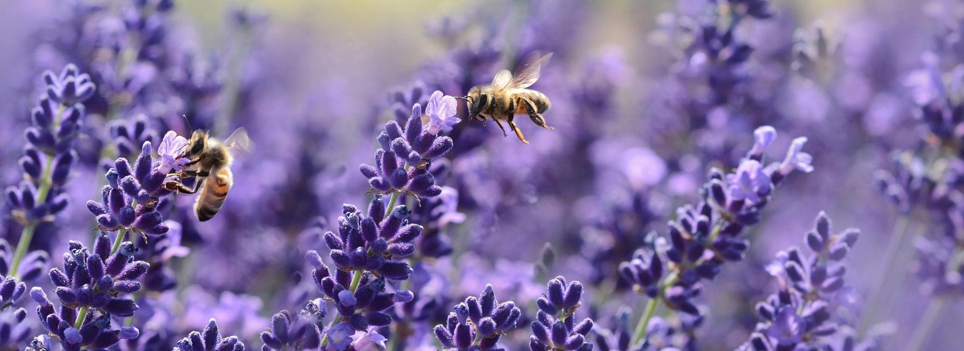 Deesse voyages lavender and bees