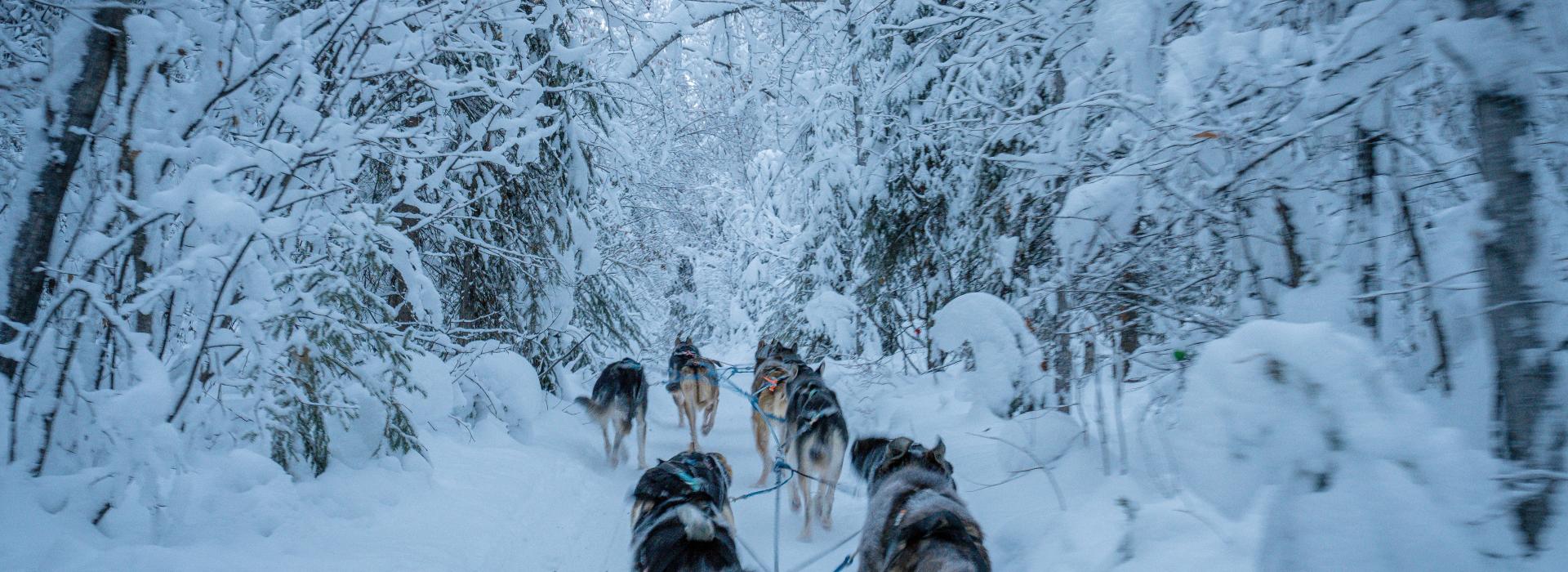 Déesse Voyages - Chiens de traineau Québec
