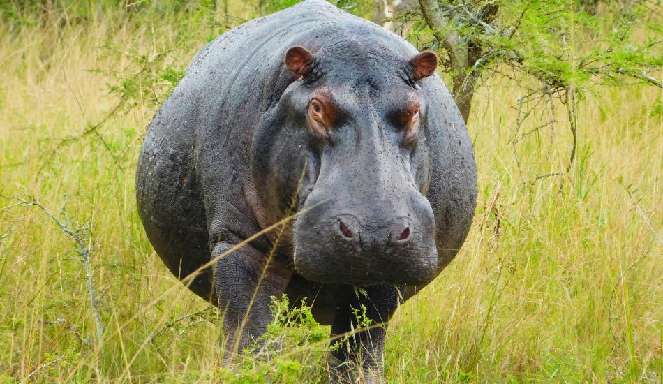 Déesse Voyages - Rwanda - Voyages à la carte
