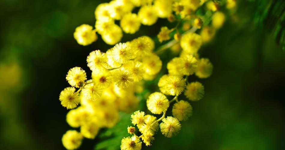 Cote d'Azur mimosa