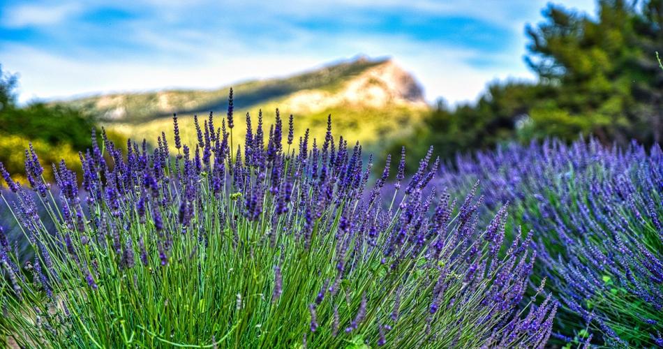 Lavandes en Provence 