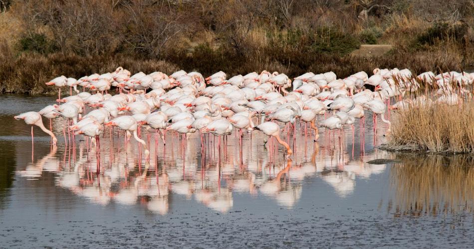 Camargue flamingos