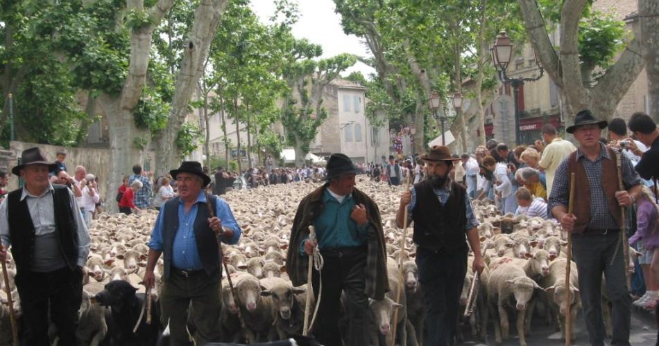 Transhumance St-Rémy 