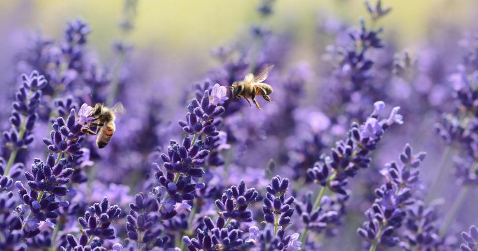 Lavender and bees - Deesse voyages