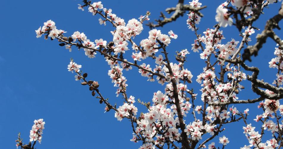 Provence en fleurs - amandiers