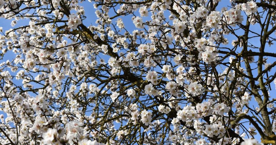 almond-flowers-trees