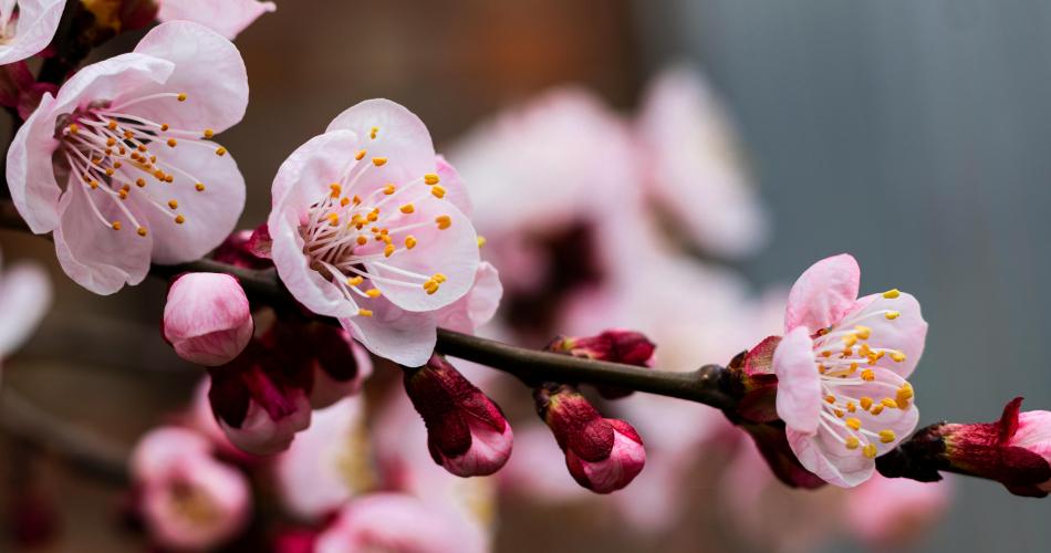 fleurs d'amandier