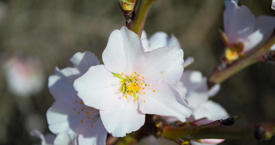 fleur d'amandier