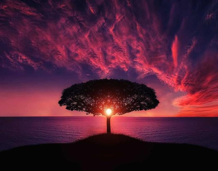 Arbre