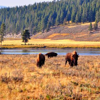 DEESSE VOYAGES - WESTERN