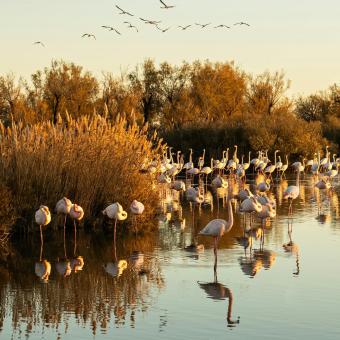 Camargue Deesse incoming