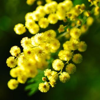 Cote d'Azur mimosa