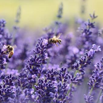 Deesse voyages lavender and bees