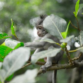 Déesse Voyages - Bali