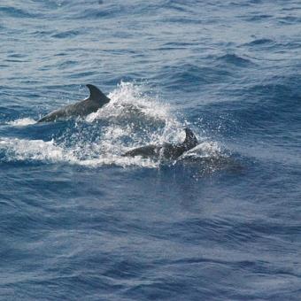 Dauphins